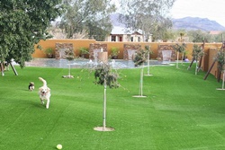 Always Unleashed Pet Resort in Scottsdale, Arizona